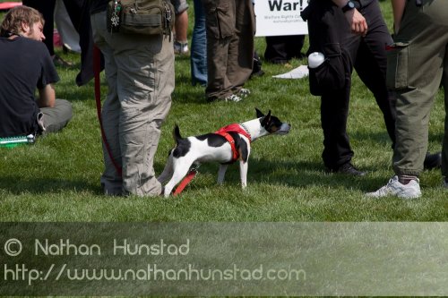 Puppy_2008-09-01_IMG_1769